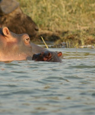 Colobus Tours Uganda safari hippopotamus in river