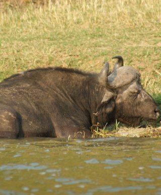 Colobus Tours Uganda safari water buffalo